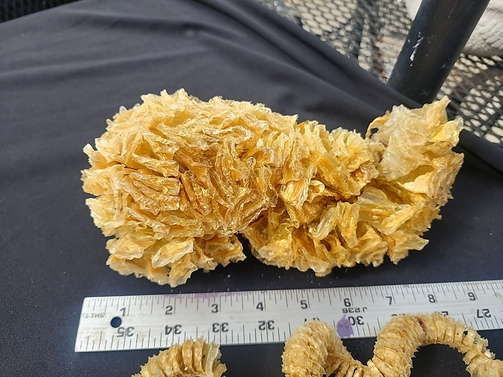 Natural Horse Conch + Egg Casing Sac Protoconch Shell Seashell Florida Specemin