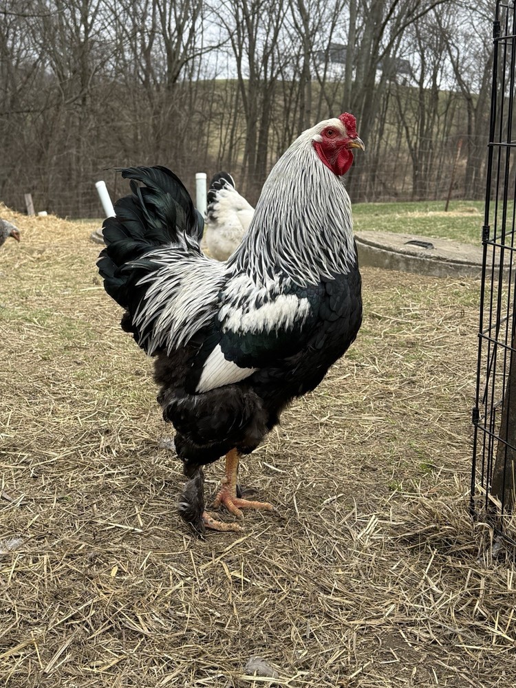 12 Dark Brahma hatching eggs