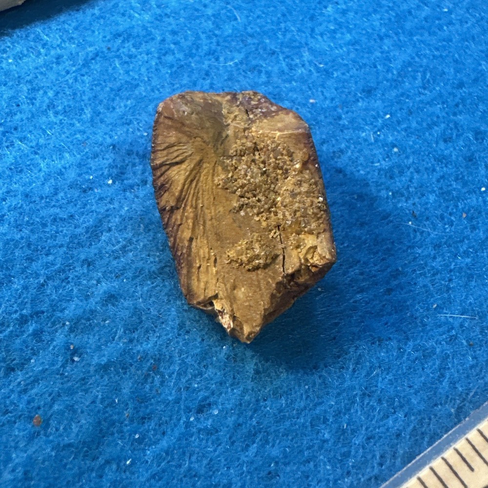 Spinosaurus Extinct Dinosaur Partial Tooth Fossil in Display Case