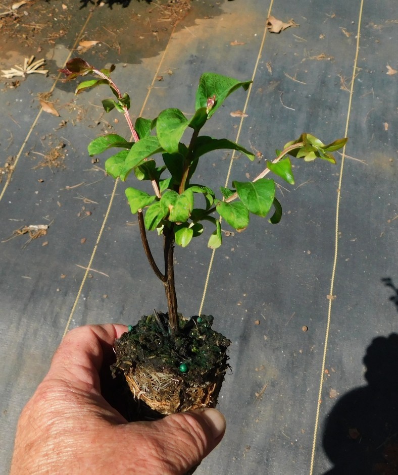 Red Rocket Crepe Myrtle Plants