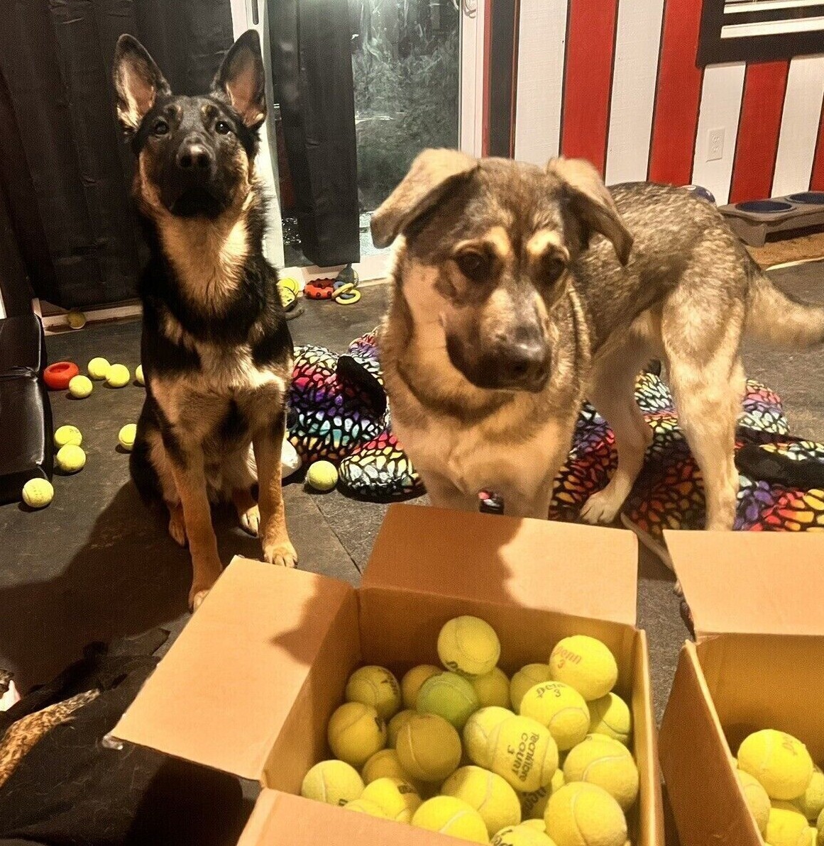 100 Used Tennis Balls for Dogs - Fast Shipping!