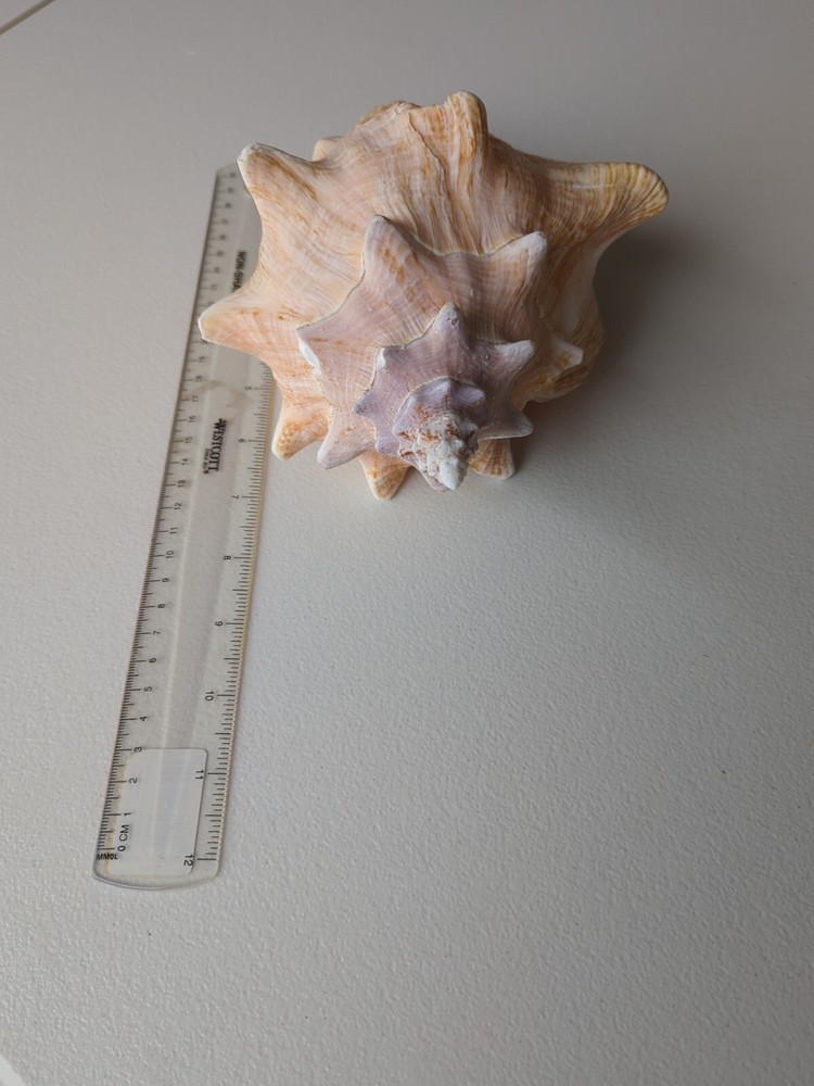 Queen Conch 8.75 inches