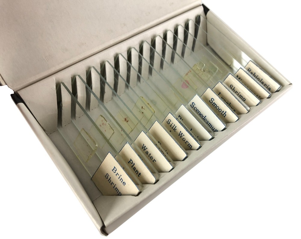 Vintage 48 Sears Prepared MICROSCOPE SLIDES Insects Plants Creatures Organs etc
