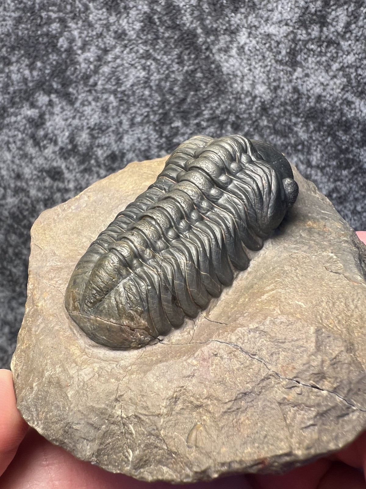 Reedops Trilobite Fossil – Detailed Collector Specimen