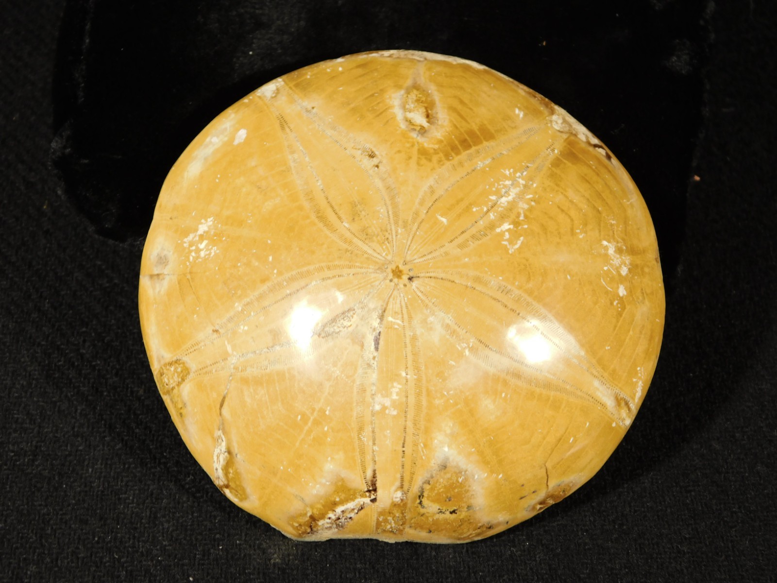 Big! Polished 150 Million Year Old! SAND DOLLAR Fossil Madagascar 198gr