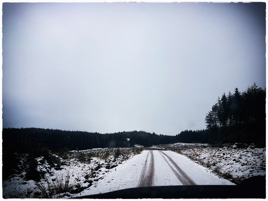 Scottish Roe deer mount