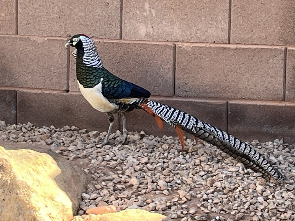 6 Lady Amherst Hatching Eggs Laying Now—Best Shipping Method, Read Description
