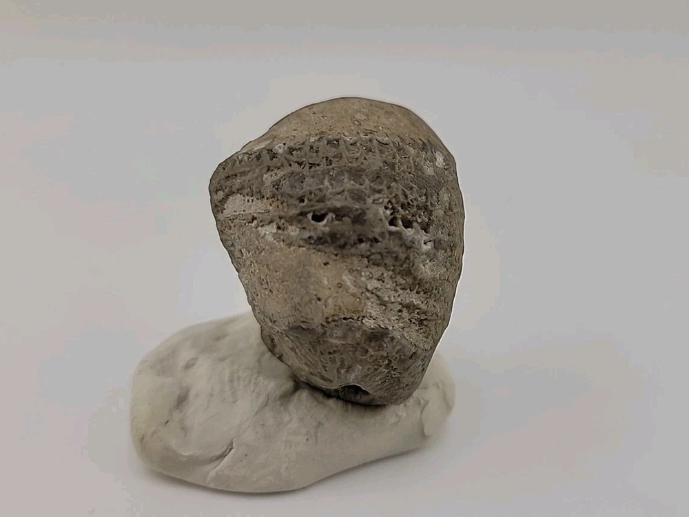 Egg Fossil Permineralized