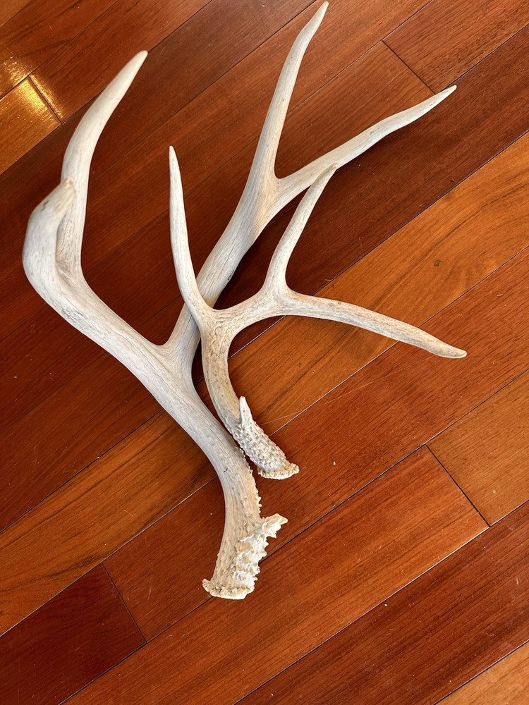 Deer Antlers Sheds Mule Deer Nevada