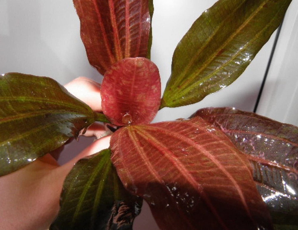 Amazon Sword Echinodorus (Red Pearl) Medium