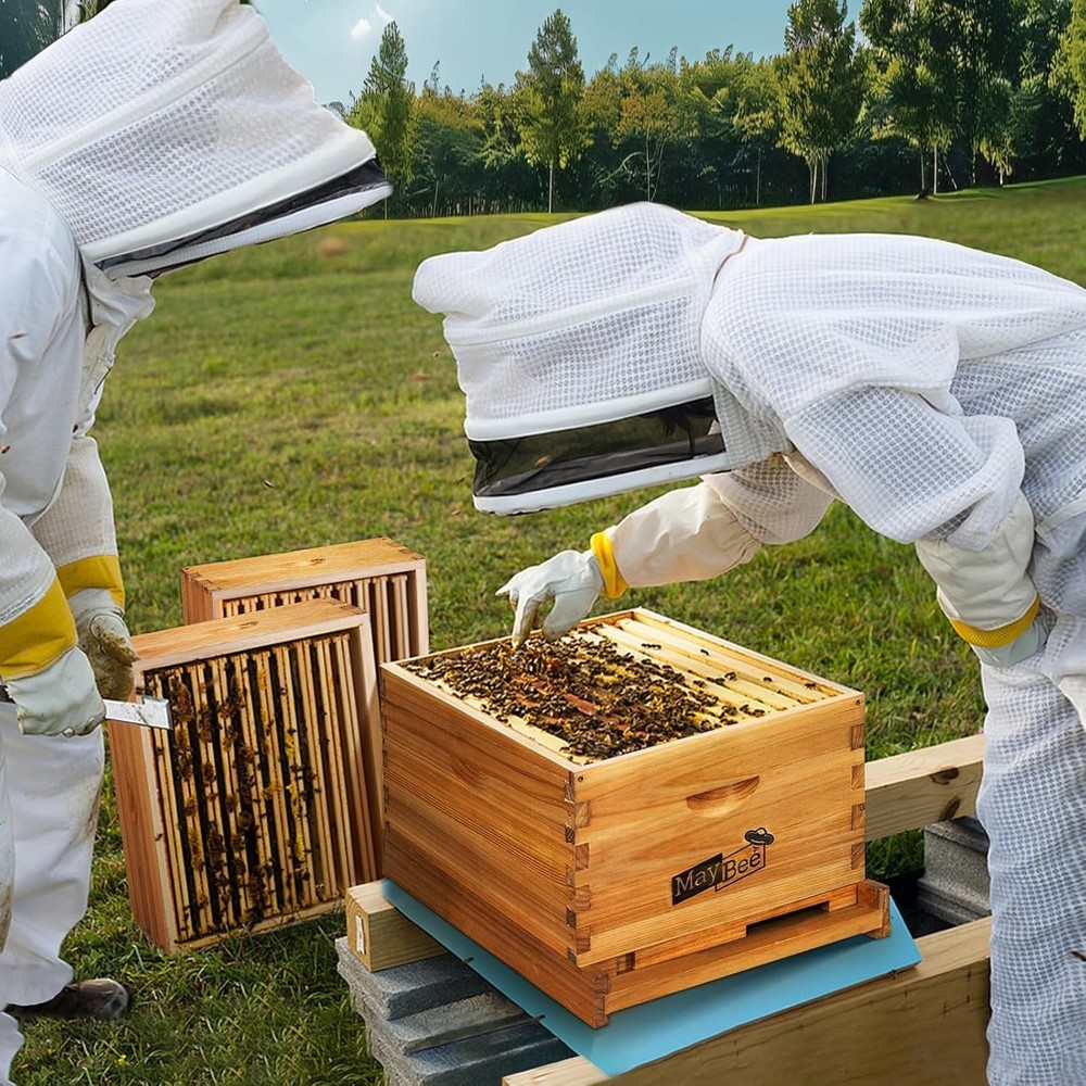 Beehive Kit with Durable Cedarwood Box, Frames, and Essential Beekeeping Gear