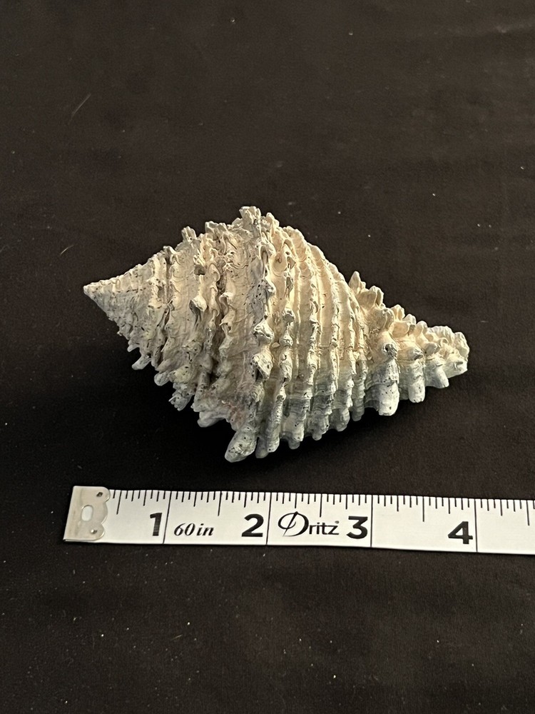 EXTINCT Fossilized VASE Shell From Central Florida & BONUS Shell.