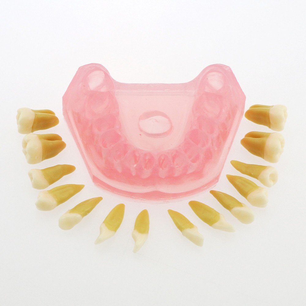 Dental Standard TYPODONT Orthodontic Teeth Model with 28 Removeable Teeth