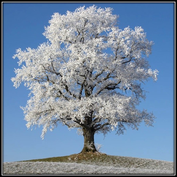 30 Custom Modern Tree Art Personalized Address Labels