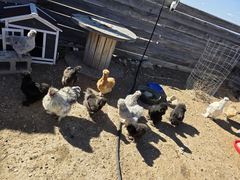 12 plus Silkie Chicken Hatching Eggs