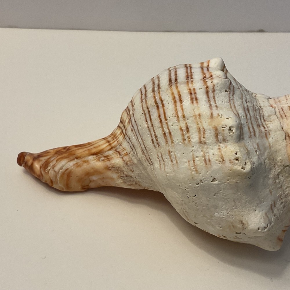 Conch Seashell Brown & White 7” Long Sea Shell