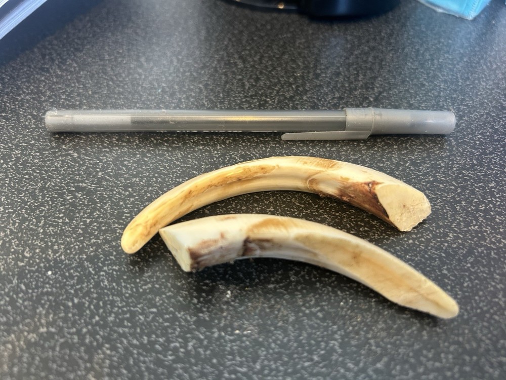 Boar Teeth