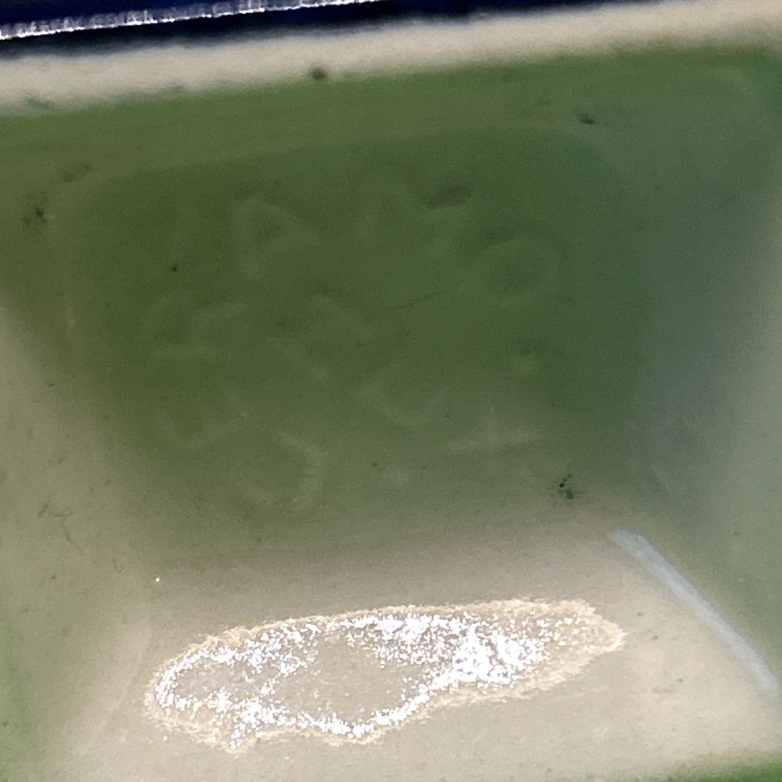 VTG Tonala Tequila Bottle Small White Blue 3" Tall Mexico Miniature "Empty"