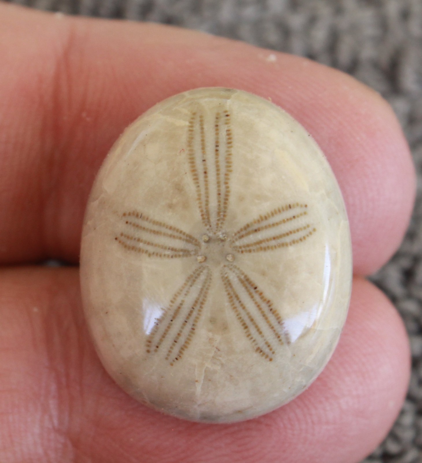 Fossil Sand Dollar Cabochon Beach Theme Choice Jewelry Grade Oligopygus putnami