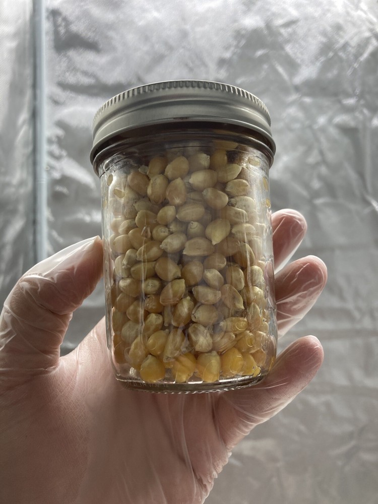 (2) Half Pint Jars - Sterilized Corn for Grain Spawn - Grow Great Grain Spawn