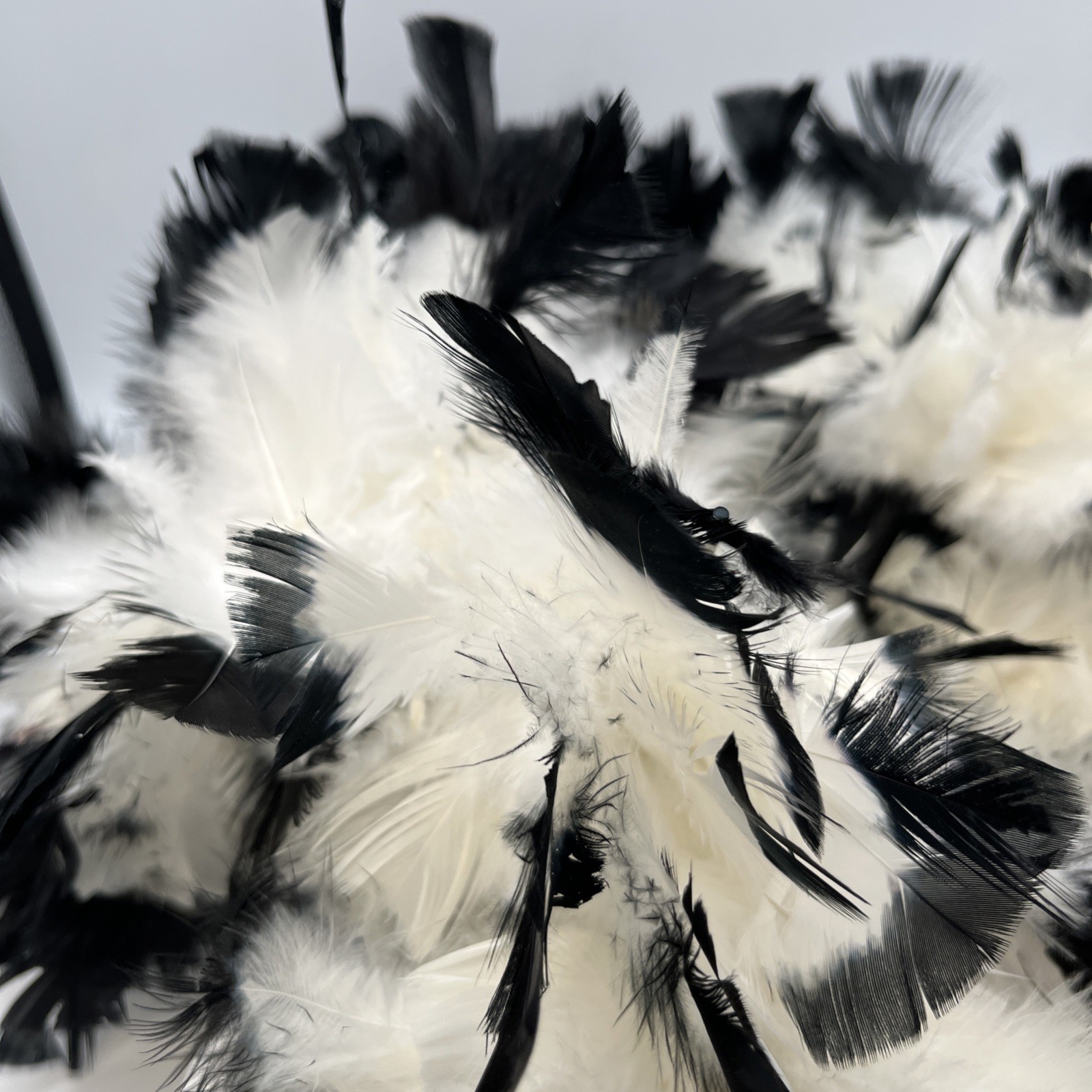 Black tipped White chandelle feather boa 72” D0123303