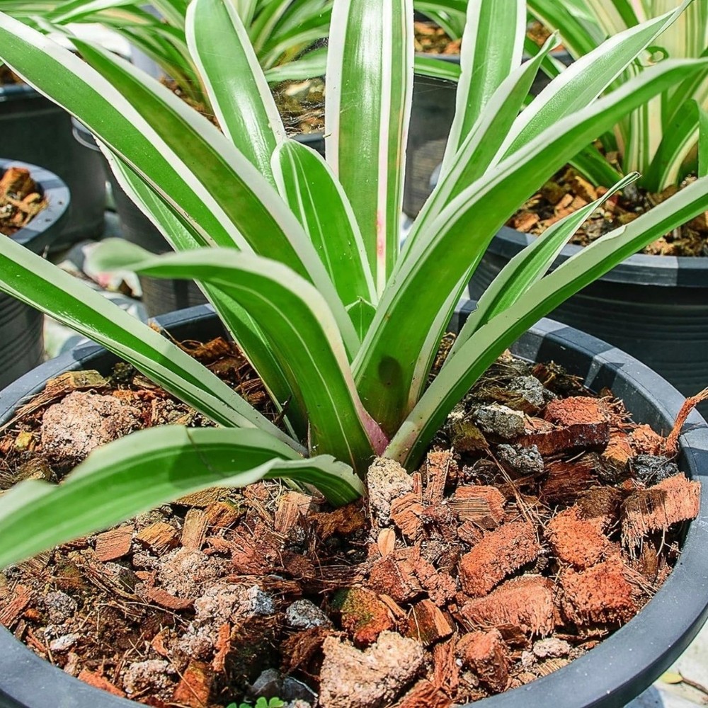10LB CocoCoir Chunk - 100% Organic Compressed Blocks