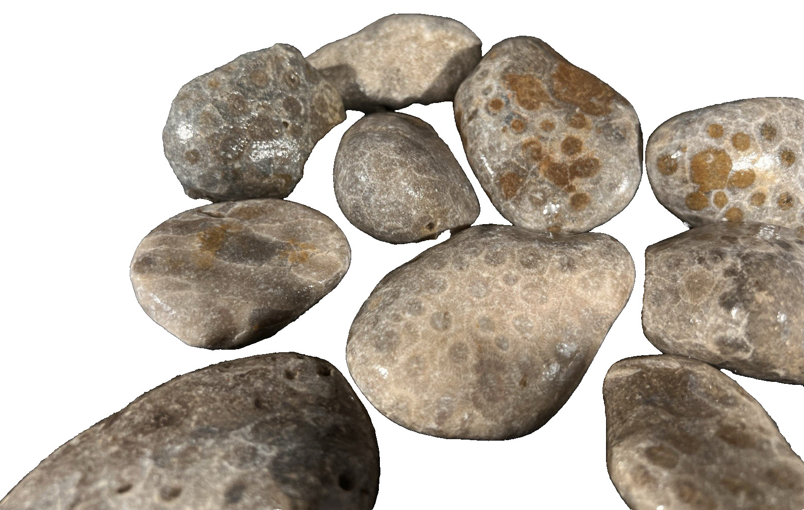 Parsley Stone Rough 3 lb 13 oz 15 in lot Michigan, good hexagonal patterns