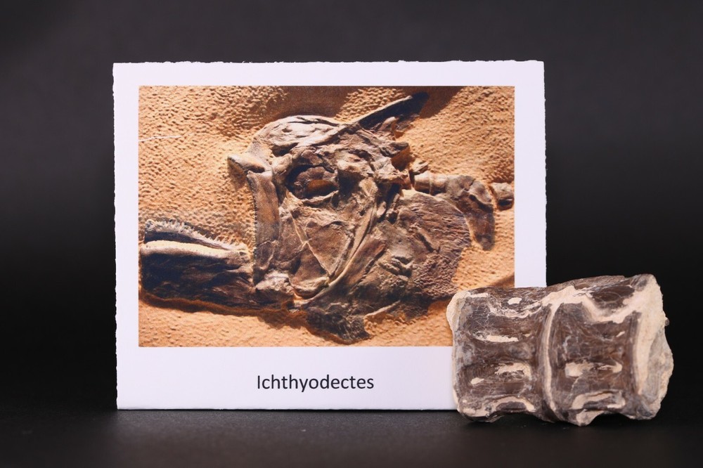Fossil Fish Ichthyodectes Vertebrae Pair Cretaceous Kansas COA 3405