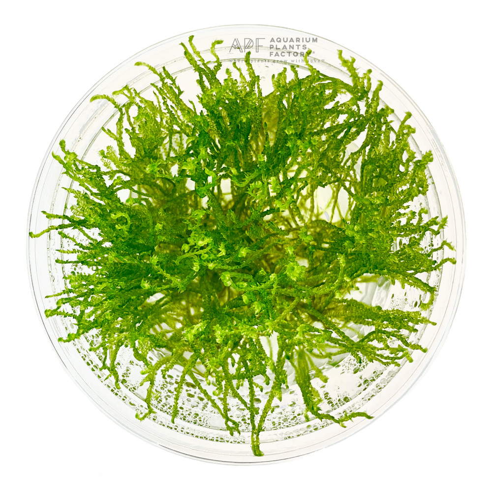 Java Moss Tissue Culture | Aquarium Plants Factory®