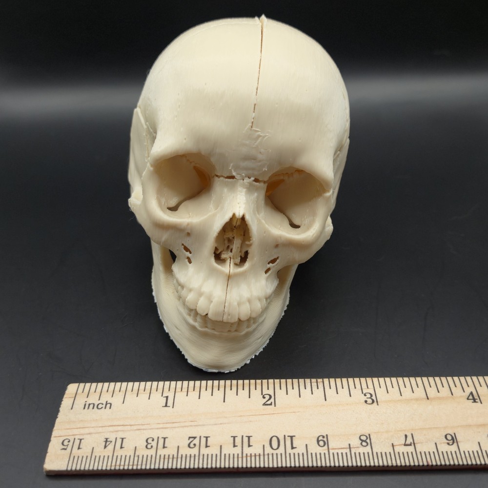 Tiny Human replica mini Skull 3D Print anatomically correct Gag gift 3"