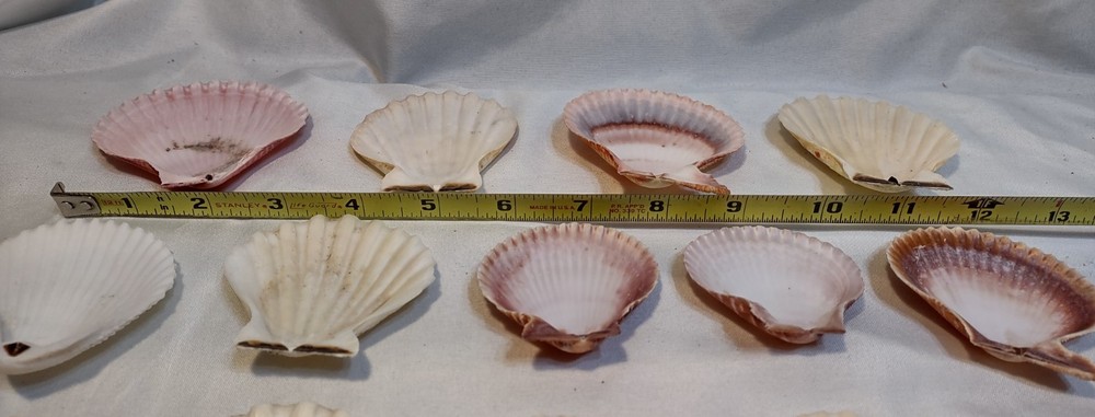 23pc Natural Scallop Seashells Crafts Nautical Decor