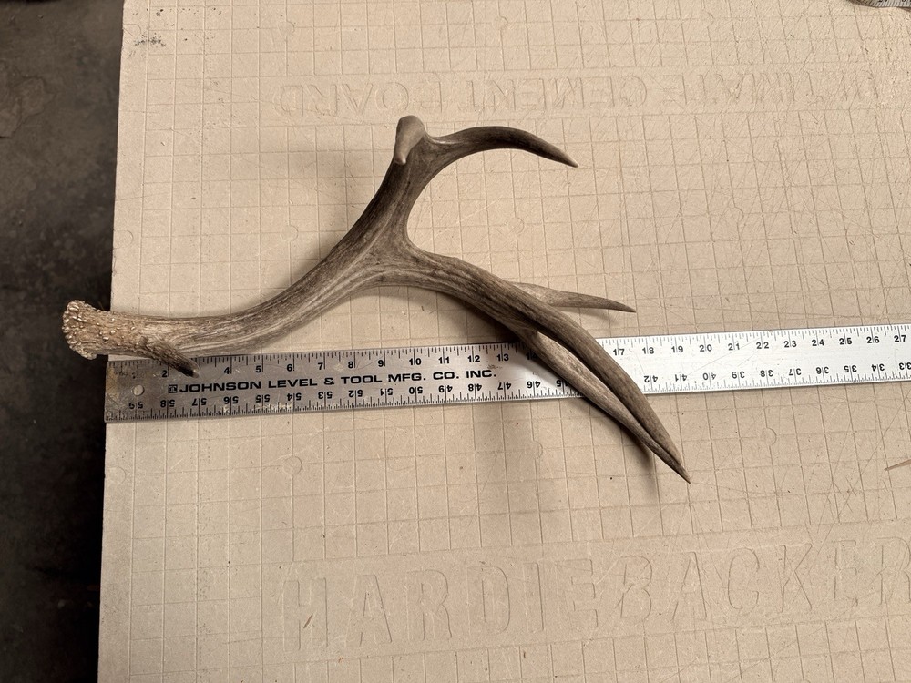 Mule Deer Shed ~ Deer Antler ~ Decor