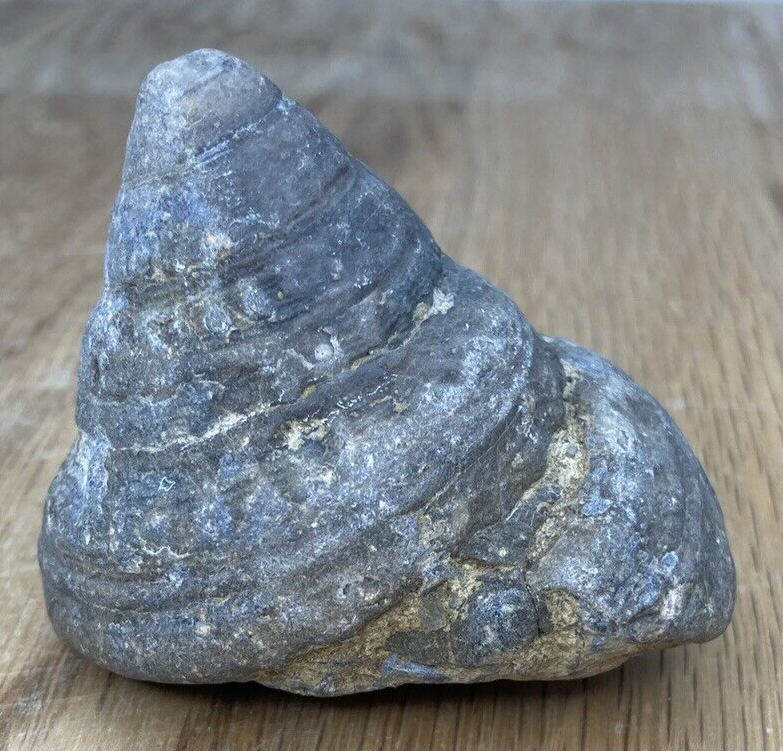 Fossil Specimen, Gastropod, 66mm