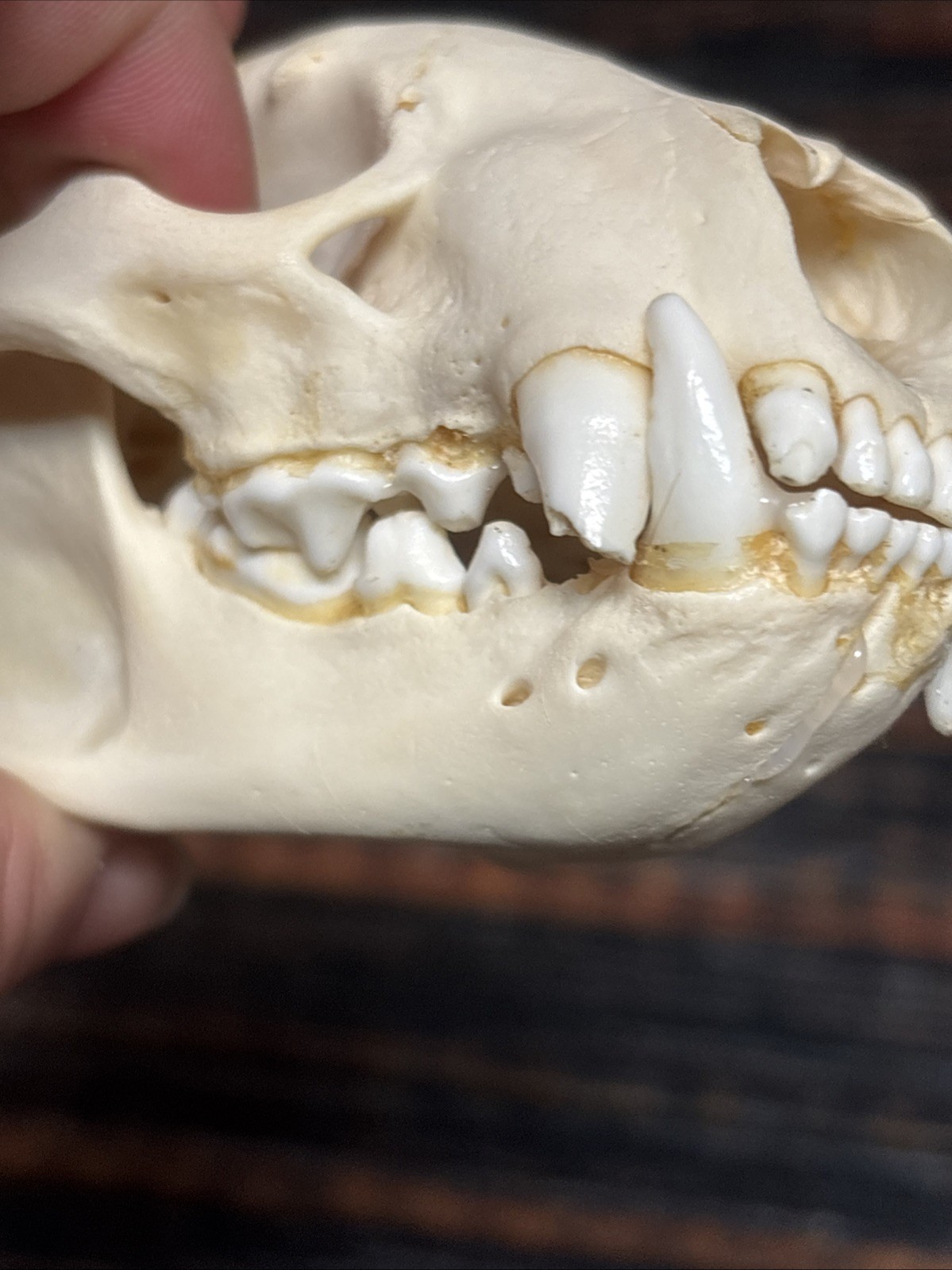 Real XL Badger Skull Unique Gift Halloween Craft Animal Mount Art Model Head Odd