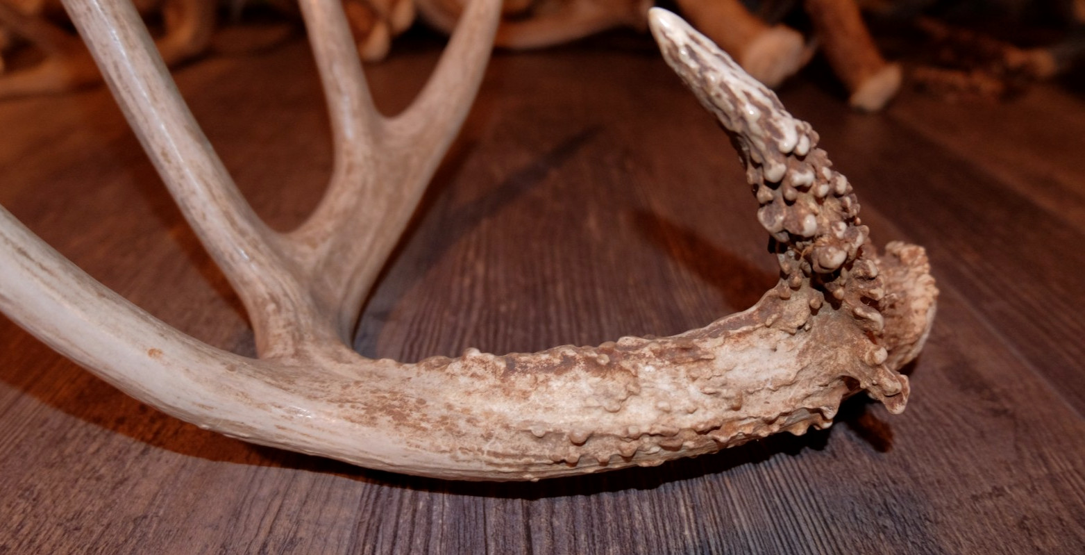 Whitetail Deer Antler - Deer Shed ~ Collectors