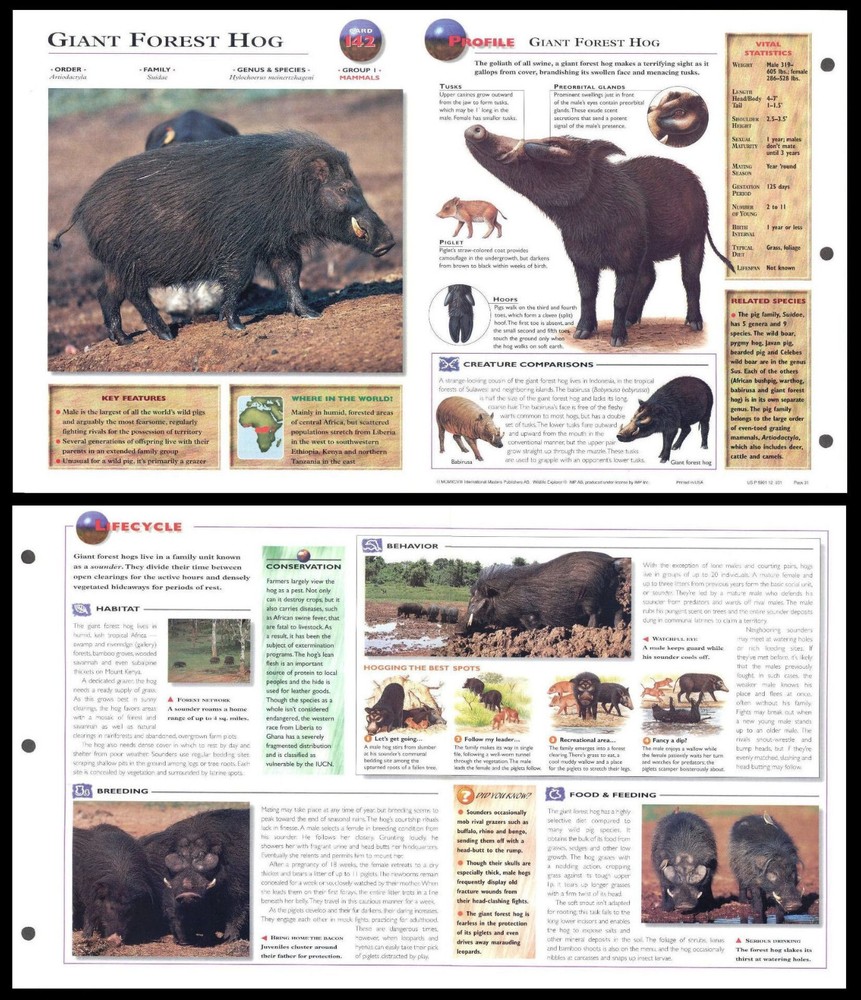 Fold-Out Sheet - Giant Forest Hog - 142