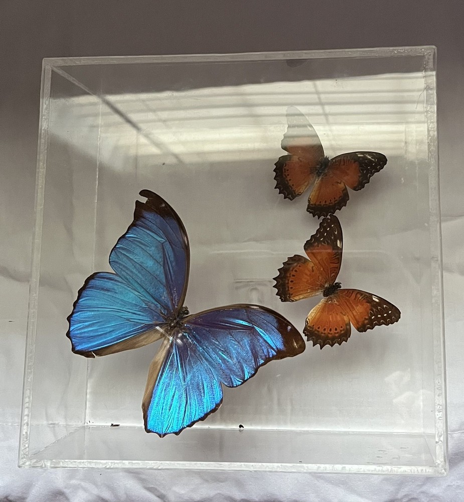 Blue Morpho Butterfly