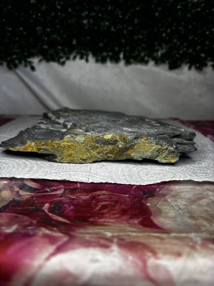 Large Stone Trilobite Fossil Multiple