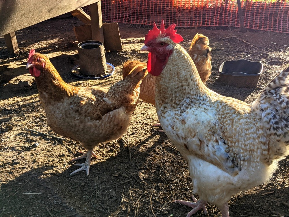 Lemon Cuckoo Niederrheiner 10+ Hatching Eggs