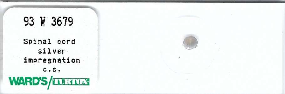Spinal Cord Silver Impregnation Microscope Slide