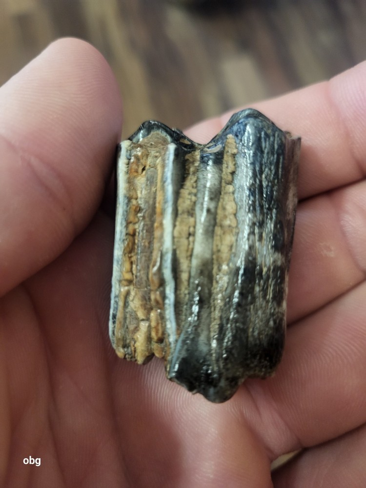 Historic bison tooth with blue vivianite permineralization