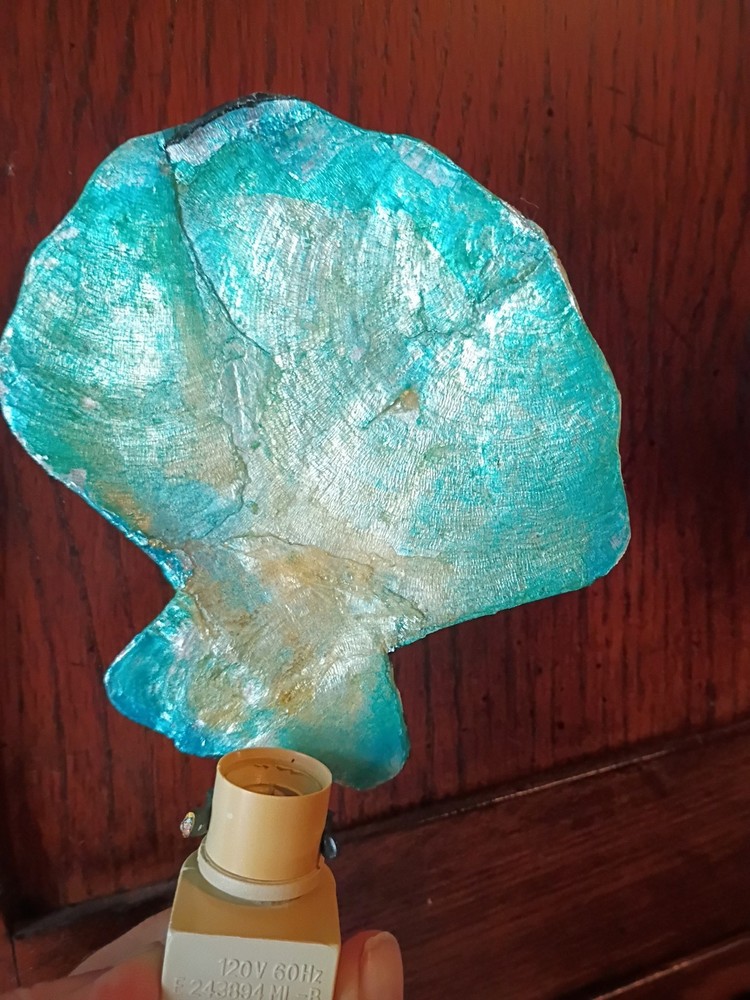 Vintage Seashell Nightlight Cover