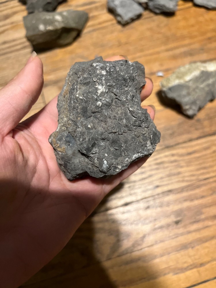 Marine Fossil Rocks