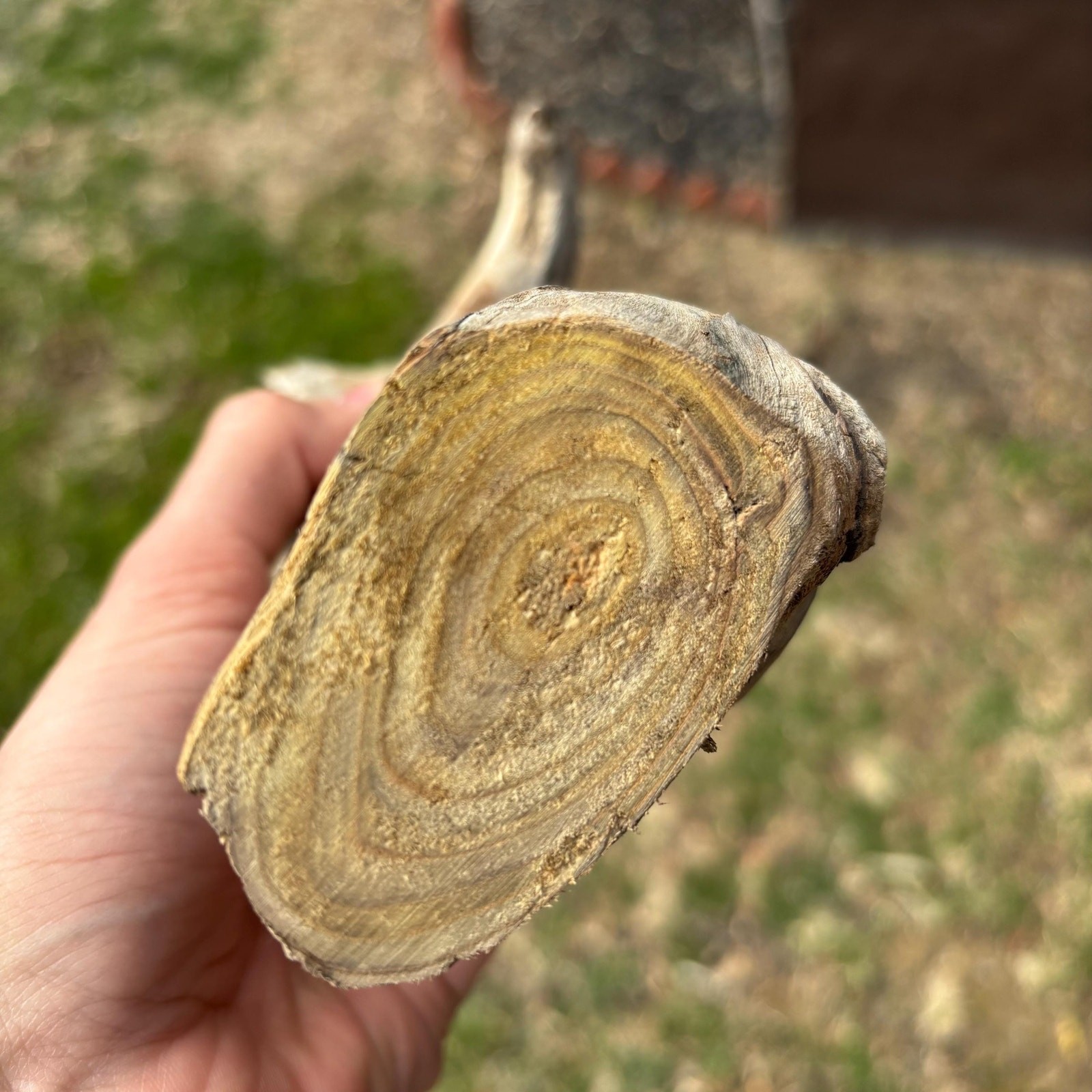 Small Tree Shaped Driftwood 9x3x7 – Sculptural Wood with Hollows Aquarium