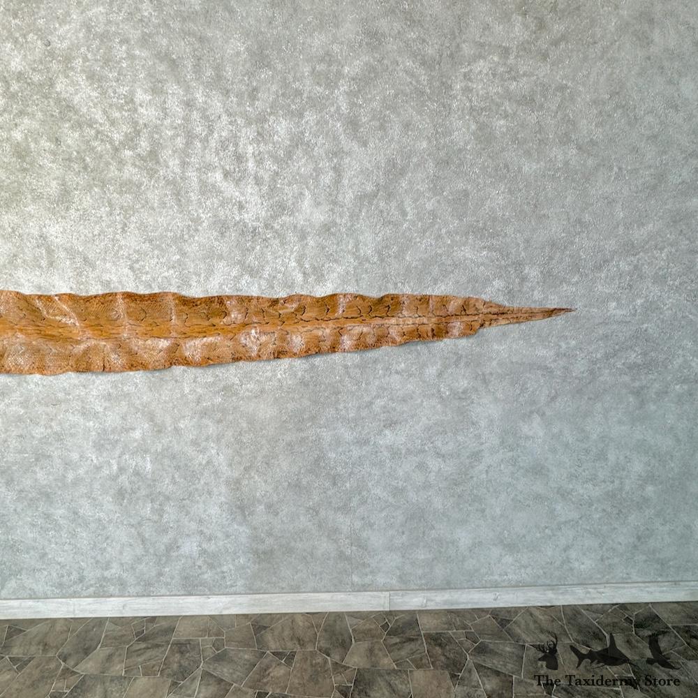 #29778 E | African Rock Python Snake Skin For Sale