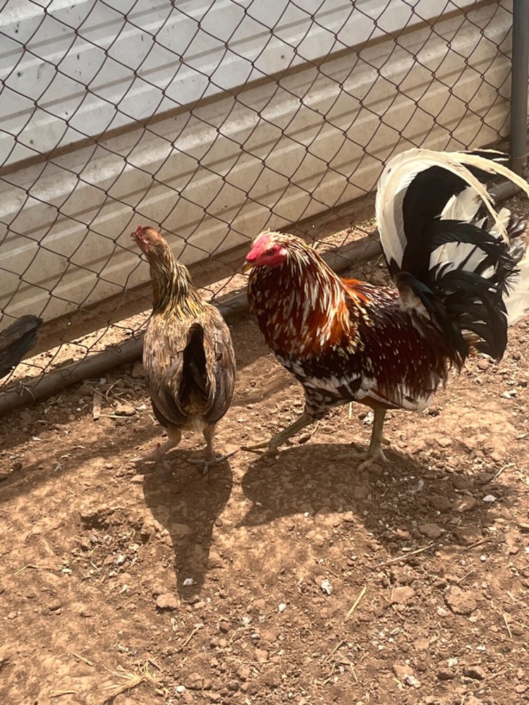 "(9+) LC Pure Spangled Mc American Chicken Hatching Eggs"