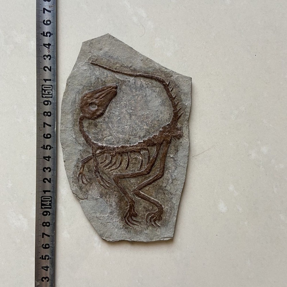Unique Paleontological Dinosaur Fossil-