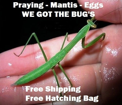 20 Freshly Harvested Carolina Praying Mantis Egg Cases Fresh Picked 2026 season.