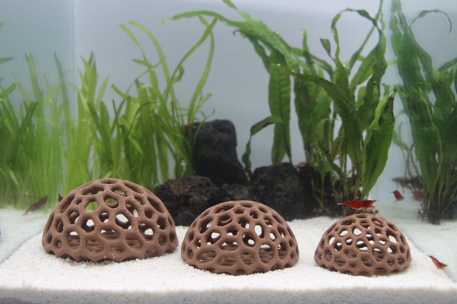 Shrimp Dome Shelter Aquarium Decoration