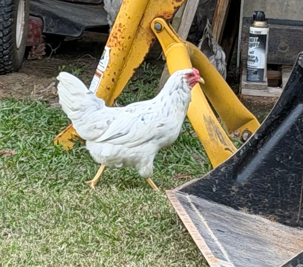 Whiting True Blue Hatching Eggs - x18+plus extras